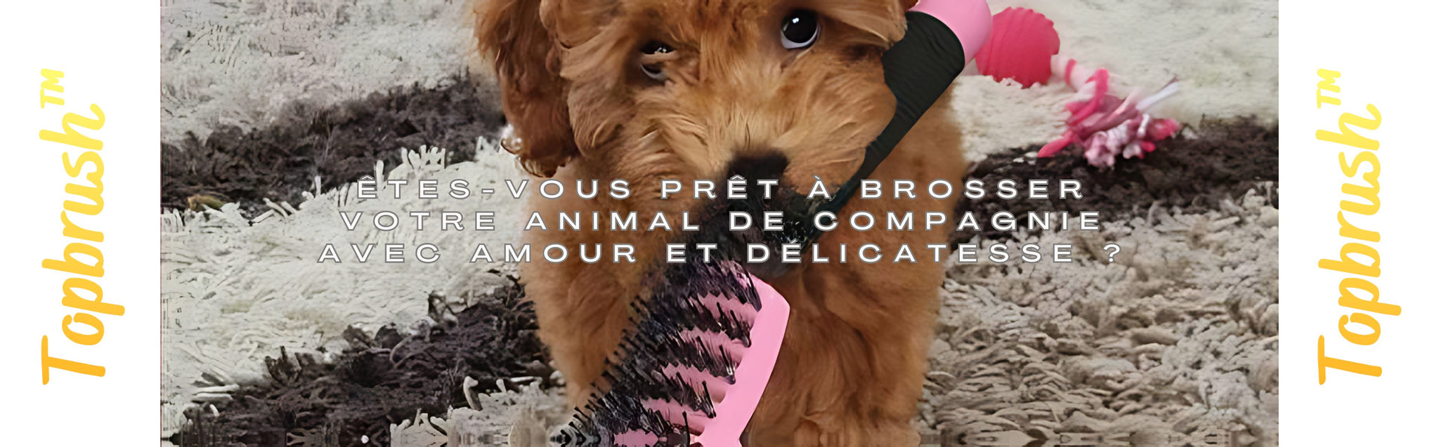 brosse chien, brosse chat, brosse cheval